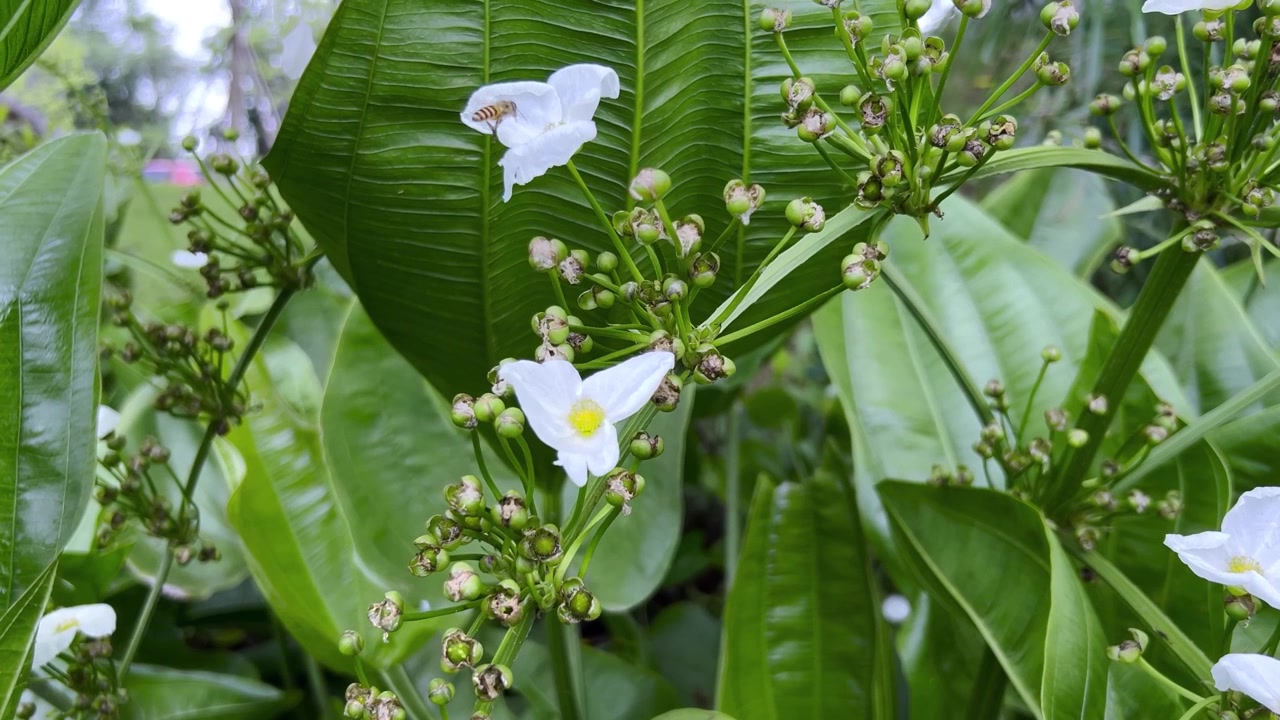 Ape mellifera che impollina fiori bianchi su una pianta verde rigogliosa.
