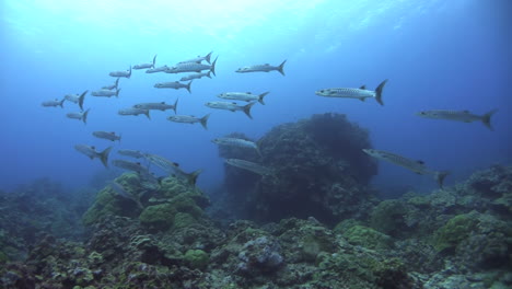 School-of-Blackfin-Barracuda-passing-right-to-left-close-to-coral-reef