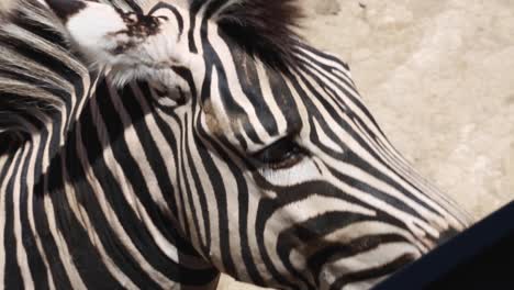 Close-up-shot-of-a-zebra's-face-near-visitor's-safari-truck-in-a-zoo-environment