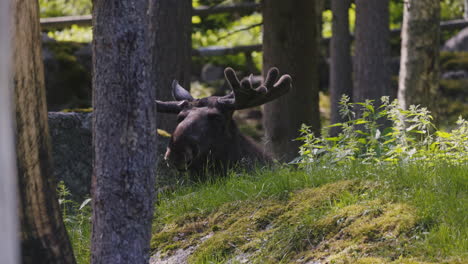 male-elk-lays-on-the-grass-in-swedish-woodlands