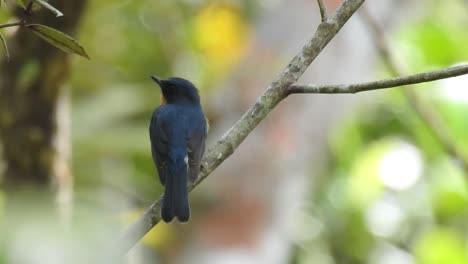 a-worm-flycatcher-bird-was-perched-on-a-tree-branch