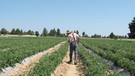 man tomato seedlings