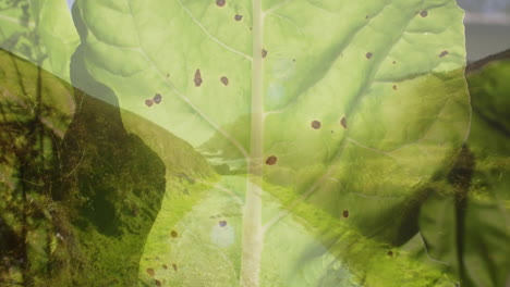 animación de hojas verdes sobre el paisaje montañoso