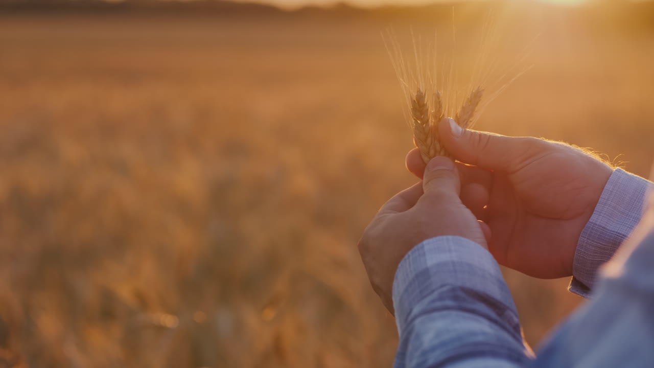 manos de granjero estudiando trigo
