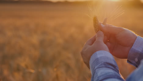 Farmer's-hands-studying-wheat