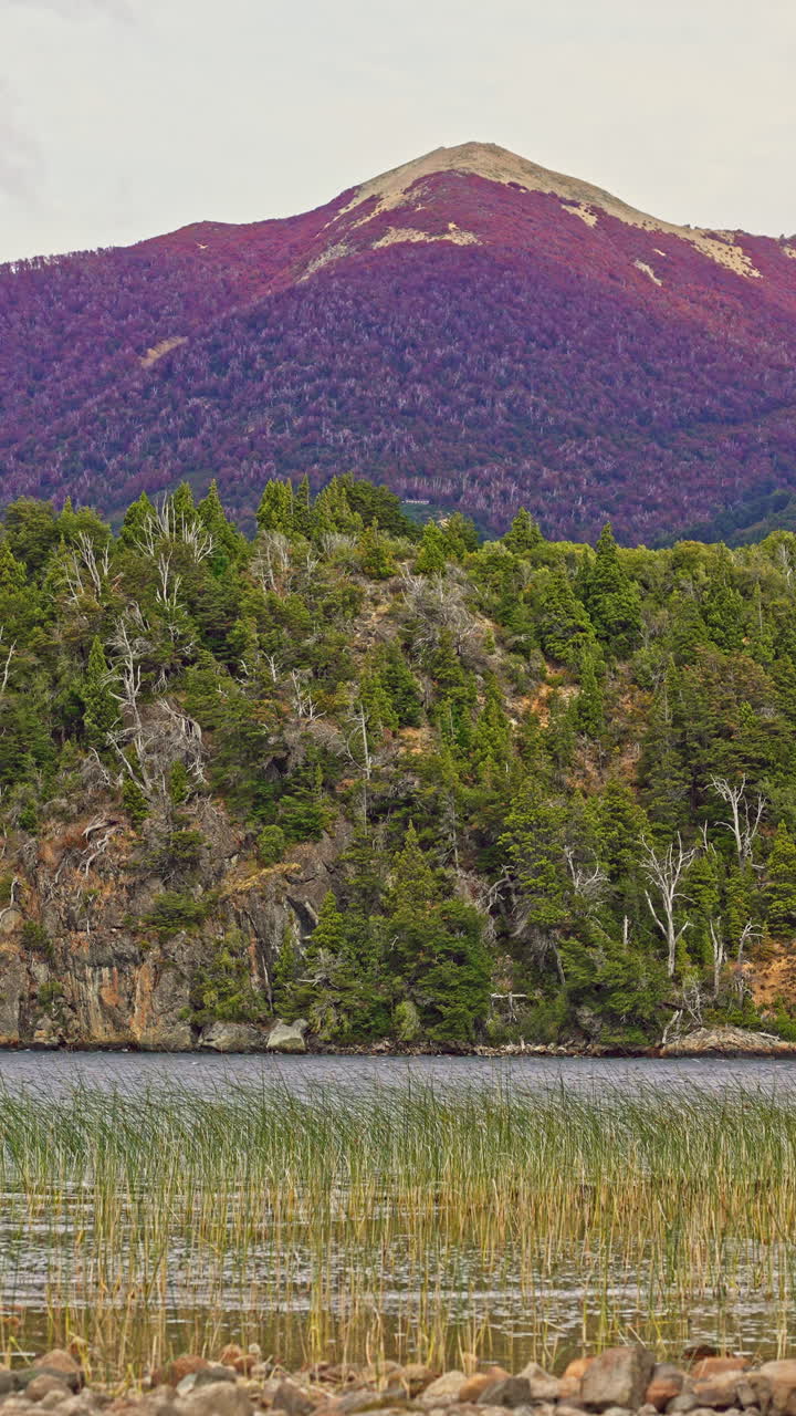 Riva panoramica del lago con canne, foresta verde e montagna distante