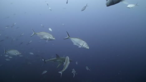 Gran-Tiburón-Blanco-Con-Cicatrices-De-Batalla-Carcharodon-Carcharias-4k-Primer-Plano-De-Tiburón-Con-Cicatrices-Islas-Neptuno-Sur-De-Australia