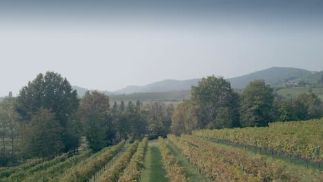 italian countryside with rows of vines and grapes ready for harvest