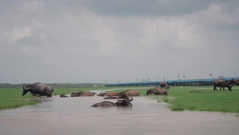 Primer-Plano-De-Búfalo-Salvaje-En-El-Parque-Nacional