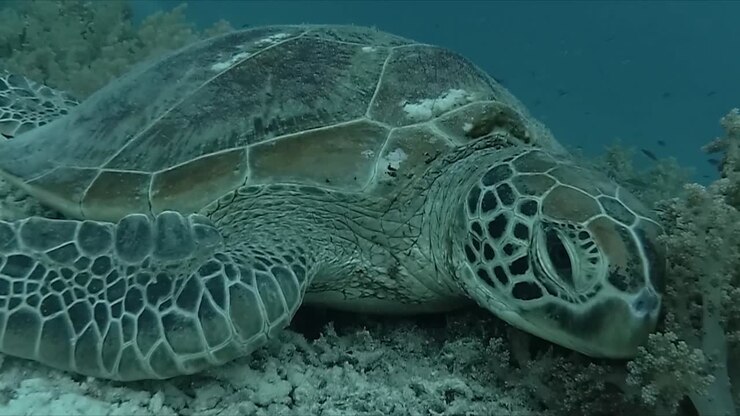 A captivating dive in Bali, paradise with stunning fish on the reef green turtle