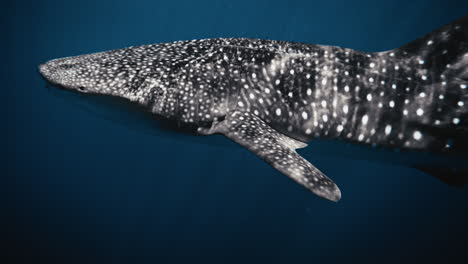 Light-rays-sparkle-across-body-of-whale-shark-spots-in-deep-blue-ocean,-slow-motion