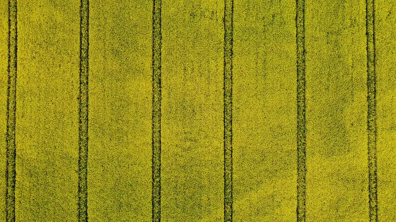 Flowering rapeseed field with parallel lines made by machinery