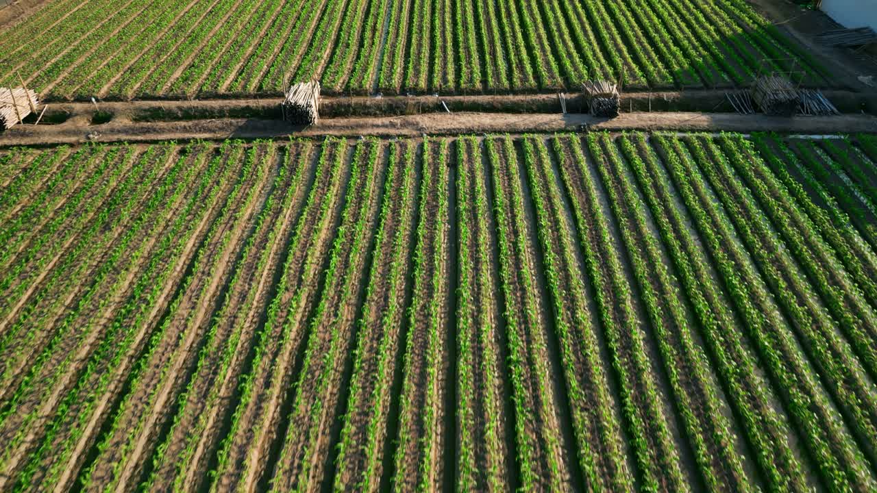 Filmato aereo di campi agricoli a Chiang Mai, in Thailandia, in una giornata di sole, che mostra terreni agricoli verdi, paesaggi rurali e uno scenario di campagna tranquillo