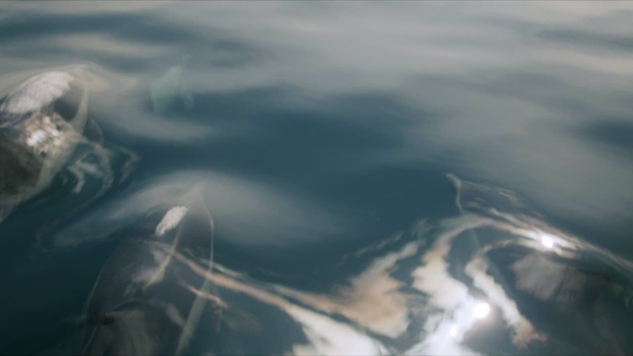 Dynamic Ocean Waters and Marine Life