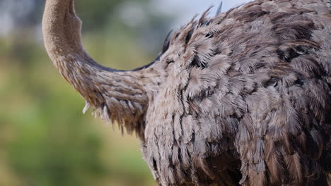 close-up of ostrich feathers
