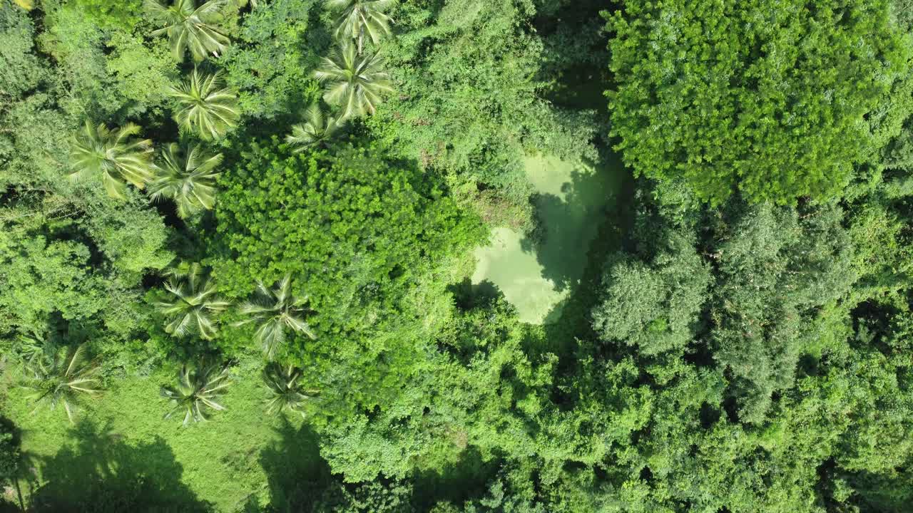 vista aérea de una especie de jungla o bosque verde profundo