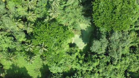 Vista-Aérea-De-Una-Especie-De-Selva-O-Bosque-De-Color-Verde-Intenso.