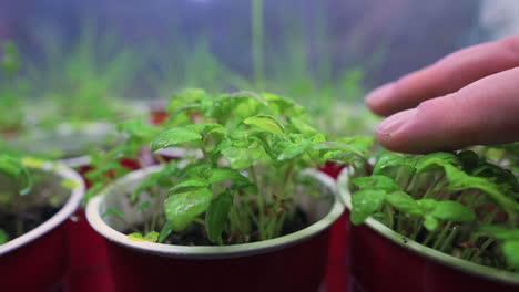 La-Mano-Femenina-Toca-Pequeñas-Hierbas-Tiernas-Que-Crecen-En-Casa-Bajo-La-Luz-De-Cultivo