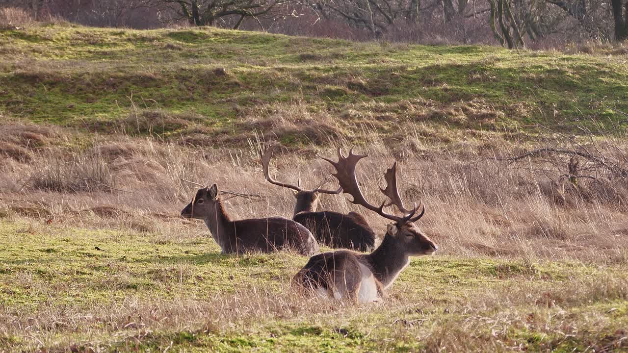 dos gamos machos adultos y un gamo macho joven yacen al sol en un campo en el bosque