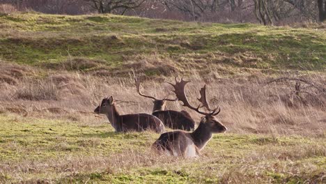 Two-adult-male-fallow-deer-and-a-young-male-fallow-deer-lie-in-the-sun-on-a-field-in-the-forest