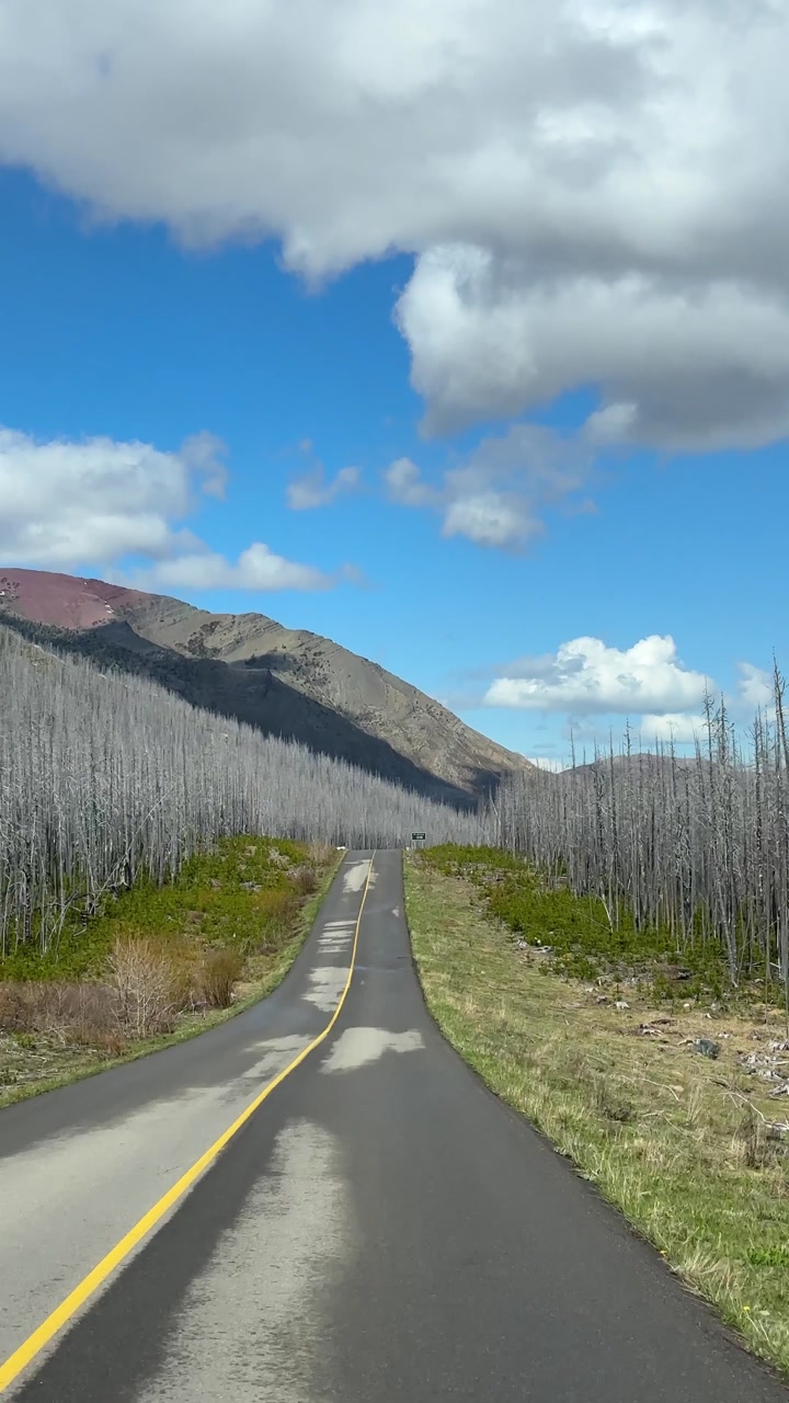 Burnt forest and mountain landscape in Waterton Lakes National Park, Alberta