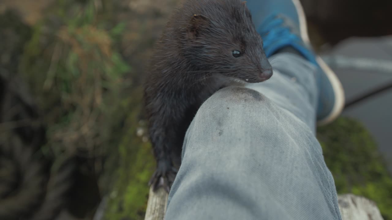 curioso visón salvaje olfateando humano 4k