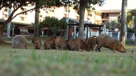 large group of capybaras, hydrochoerus hydrochaeris, feeding in condominium area in brasilia , brazil