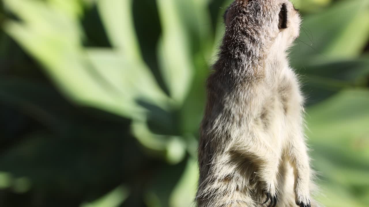 suricata observando atentamente los alrededores en el bosque