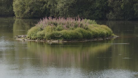 A-great-cormorants-and-geese-on-a-Island-at-Sparham-Pools-lake,-Nature-reserve-looking-west-on-to-the-lake