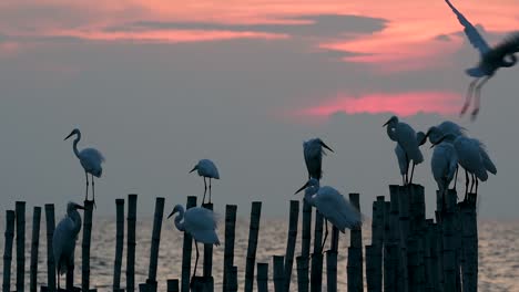 The-Great-Egret,-also-known-as-the-Common-Egret-or-the-Large-Egret