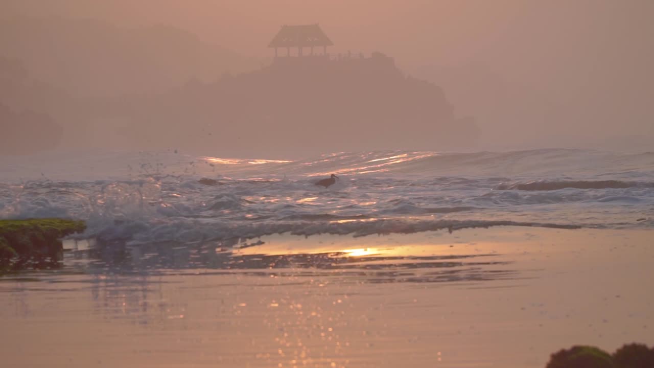 해가 뜨면 해변의 파도에 부 ⁇ 히면서 날개를 흔들고 있는 새들