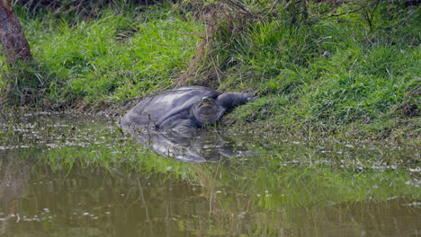 close up shot of a turtle resting near the wetland, ecosystem, india.