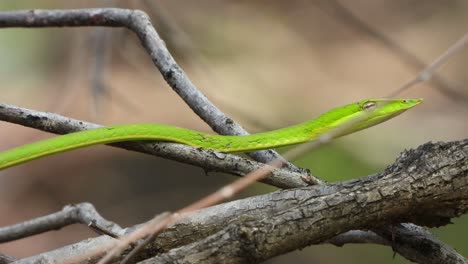 green whip snake finding food