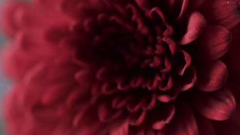 micro video of close up of red flower with copy space on grey background