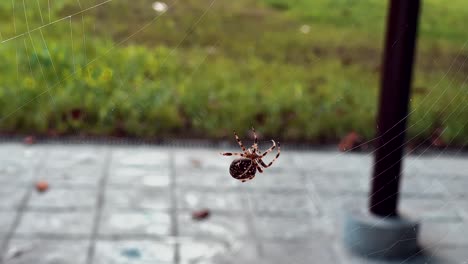 Araña-Gira-Su-Telaraña-En-Cámara-Lenta-Esperando-Que-Un-Insecto-Aterrice-En-Ella