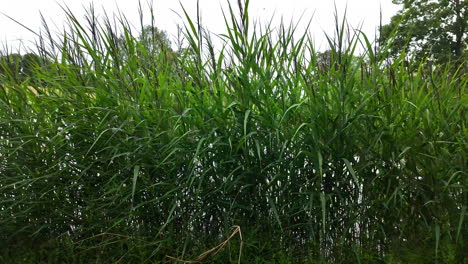 view of tall, pointed grass thicket during daytime