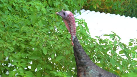 Close-up-of-a-wild-turkey-looking-for-food