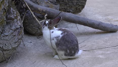 Süßes-Weißes-Und-Graues-Kaninchen,-Das-Holzzweig-Isst