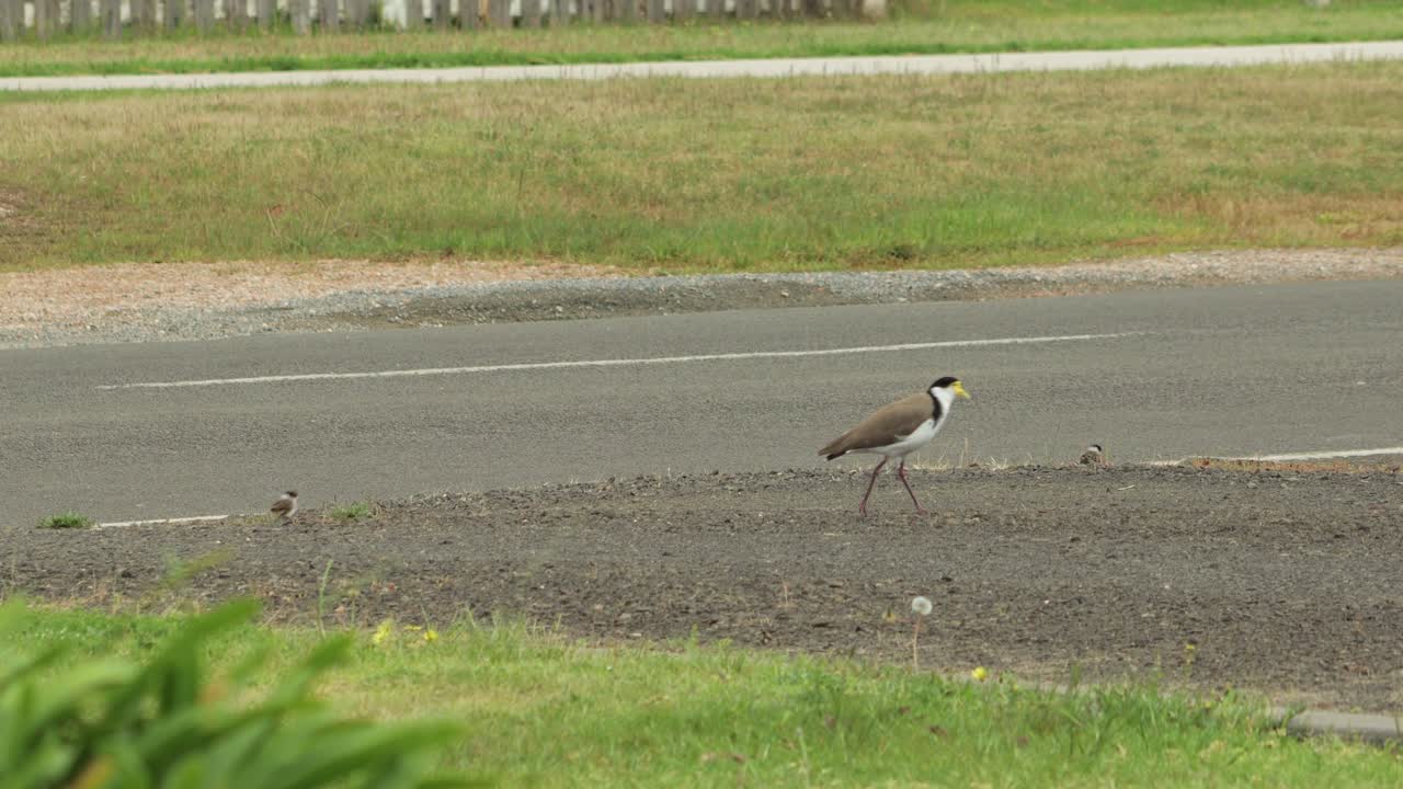 길  ⁇ 에 있는 주차로를 따라  ⁇ 는 가면을 쓴 lapwing plover 새와 아기 새끼