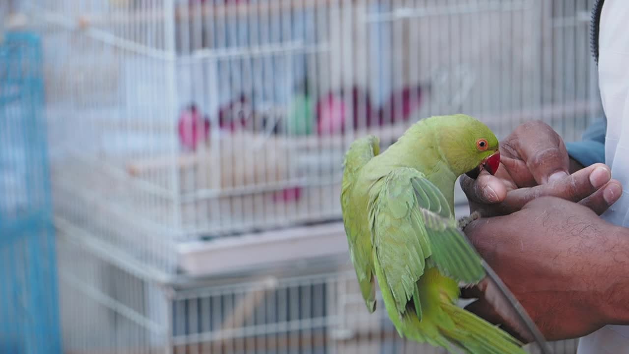Parrot being held in market