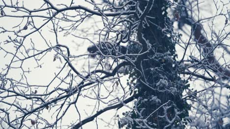 Luz-Primera-Nieve-Que-Cubre-Las-Oscuras-Ramas-Enredadas