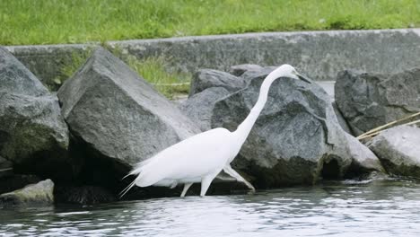 a big bird trying to find new swimming fishes to eat them