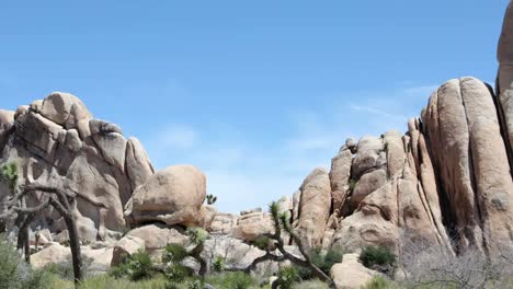 Joshua-Tree-Nationalpark-Pfanne-2