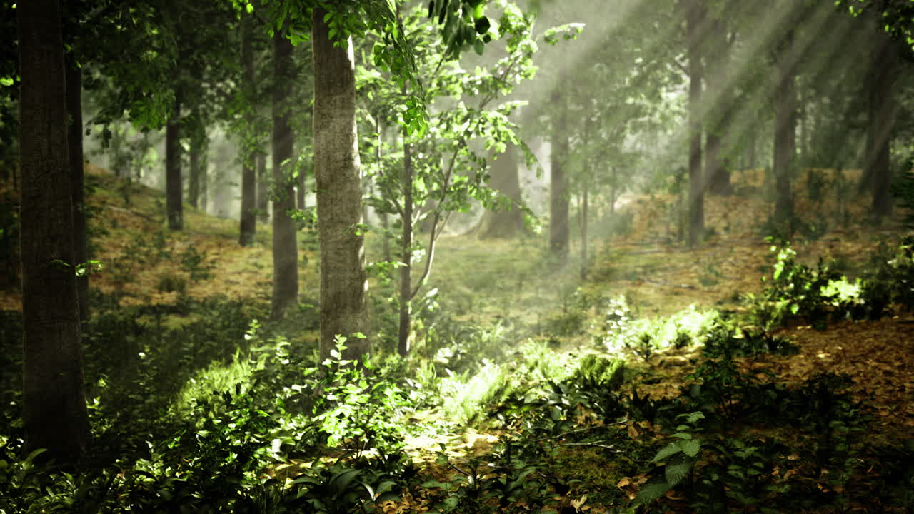 Sunlight filters through lush trees in an enchanting forest setting