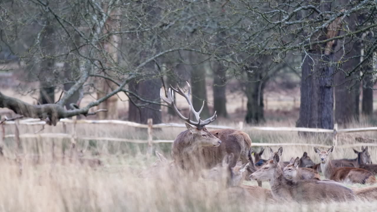 Cervo con le corna a Richmond Park