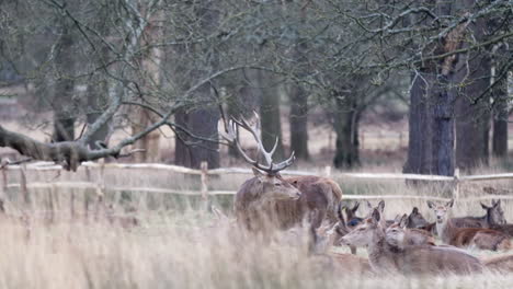 Liebling-Mit-Hörnern-Im-Richmond-Park