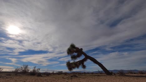 all day and sunset time lapse in the mojave desert with a bent and gnarled joshua tree in the foreground