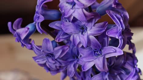 reflejos de la luz del sol en las flores dobles azul violeta jacinto, de cerca