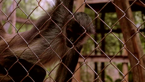 spider monkeys in a cage in the middle of the jungle in south mexico