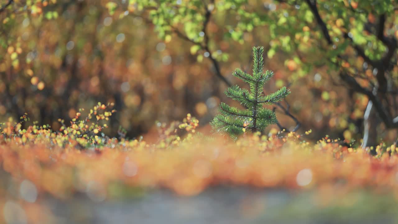 A young pine tree surrounded by a colorful autumn landscape in Norwegian tundra